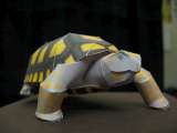 yellow footed turtle
